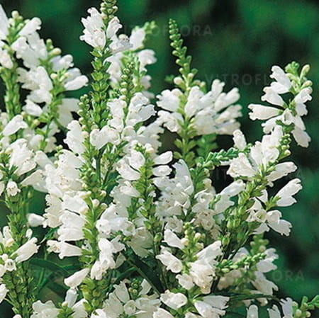 byliny-i-trawy_physostegia-odetka_79320_1.jpg