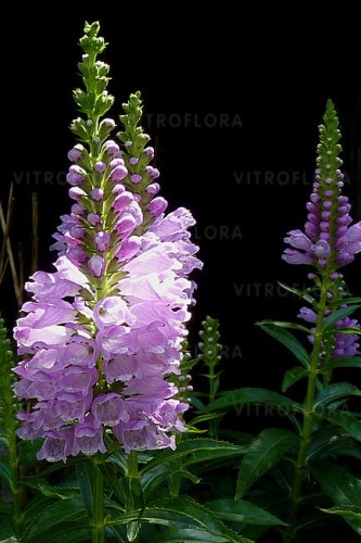 physostegia-rosea_1.jpg