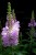 physostegia-rosea_1.jpg