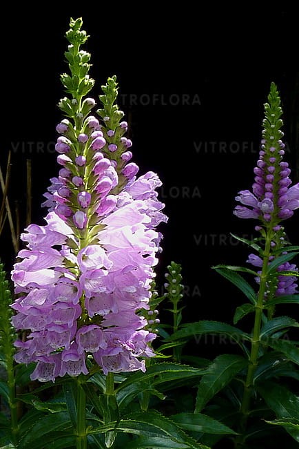 physostegia-rosea_1.jpg