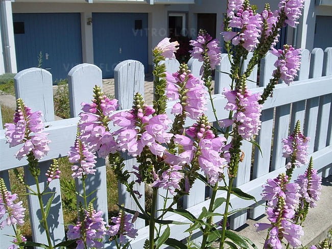 physostegia-rosea_2.jpg