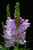 physostegia-rosea_3.jpg