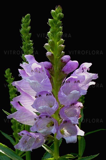 physostegia-rosea_3.jpg