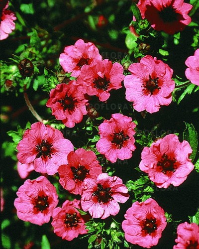 potentilla-miss-wollmoutt_1.jpg