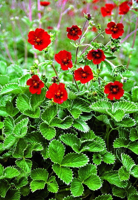potentilla-red_1.jpg