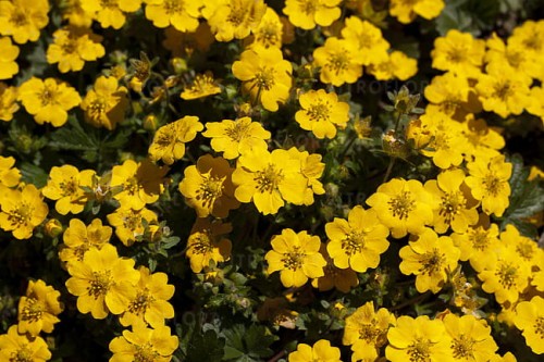 byliny-i-trawy_potentilla_79824_2.jpg