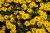 byliny-i-trawy_potentilla_79824_2.jpg