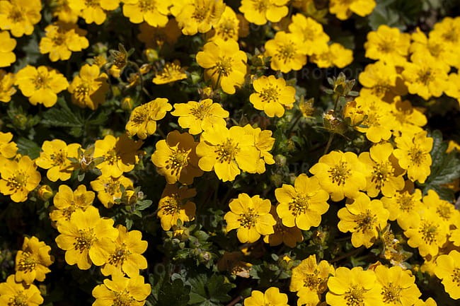 byliny-i-trawy_potentilla_79824_2.jpg