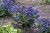 pulmonaria-blue-ensign_2.jpg