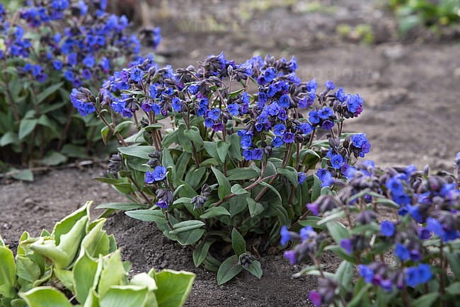 pulmonaria-blue-ensign_2.jpg