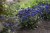 pulmonaria-blue-ensign_1.jpg