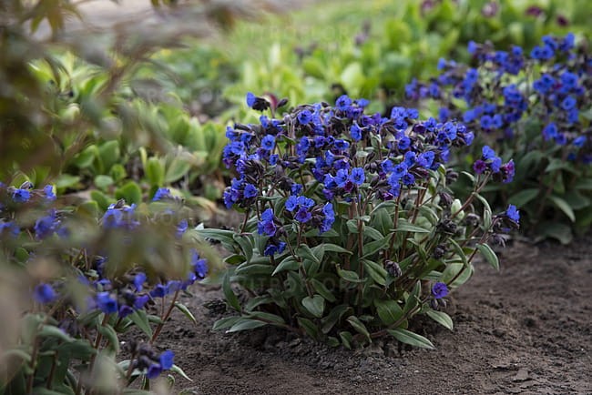 pulmonaria-blue-ensign_1.jpg