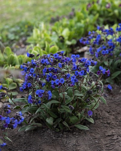 pulmonaria-blue-ensign_4.jpg