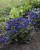 pulmonaria-blue-ensign_4.jpg