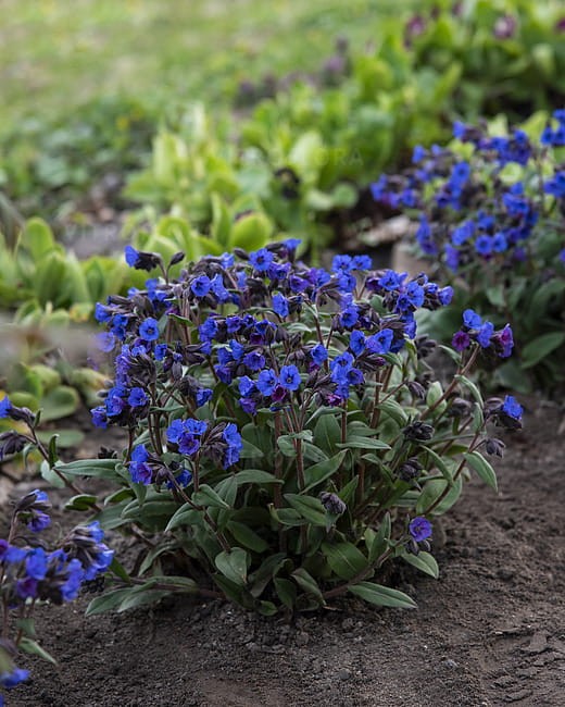 pulmonaria-blue-ensign_4.jpg