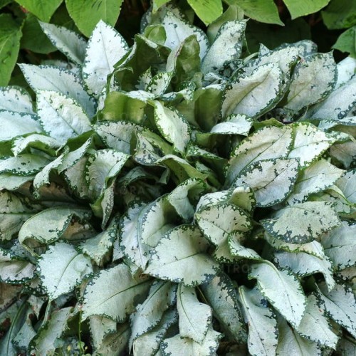 byliny-i-trawy_pulmonaria-miodunka_79310_1.jpg