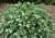 byliny-i-trawy_pulmonaria-miodunka_79310_2.jpg