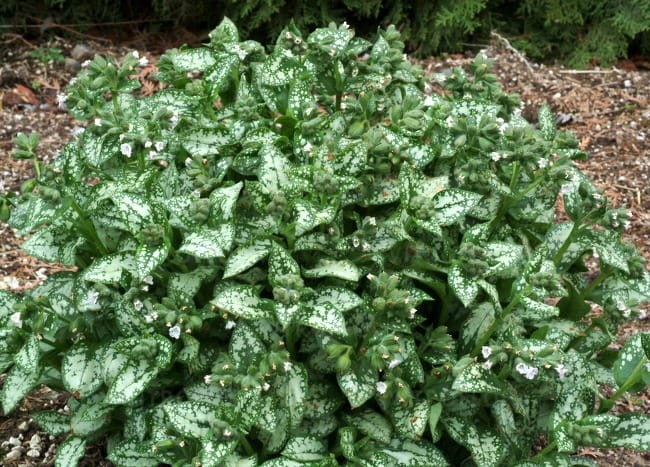 byliny-i-trawy_pulmonaria-miodunka_79310_2.jpg