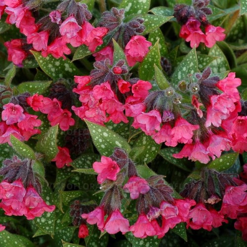 pulmonaria-shrimps-on-the-barbi_74859_3.jpg