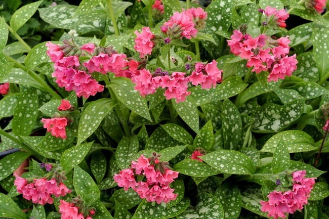 pulmonaria-shrimps-on-the-barbi_74859_2.jpg