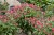 pulmonaria-shrimps-on-the-barbie_2.jpg