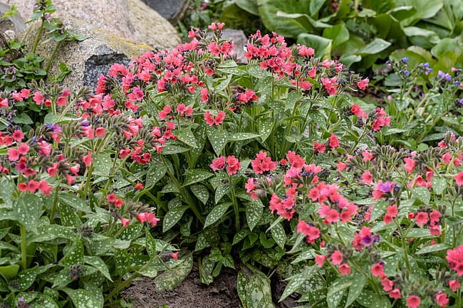 pulmonaria-shrimps-on-the-barbie_2.jpg