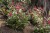 pulmonaria-shrimps-on-the-barbie_6.jpg