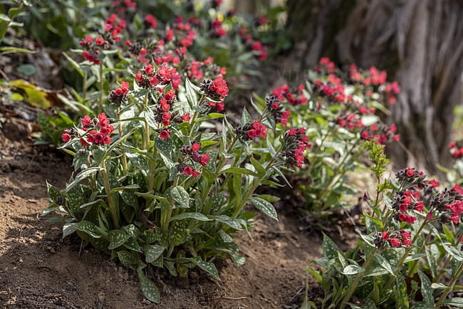 pulmonaria-shrimps-on-the-barbie_6.jpg