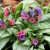 byliny-i-trawy_pulmonaria-miodunka_79318_1.jpg