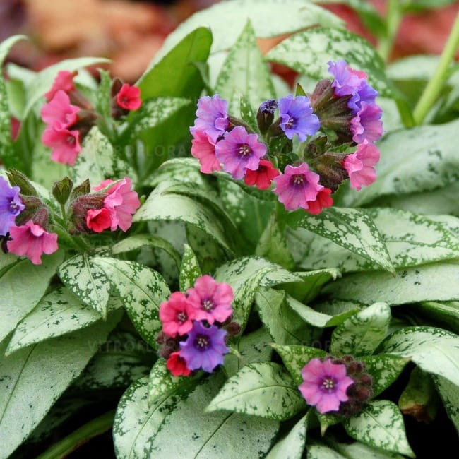 byliny-i-trawy_pulmonaria-miodunka_79318_1.jpg
