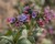 pulmonaria-silver-bouquet_4.jpg