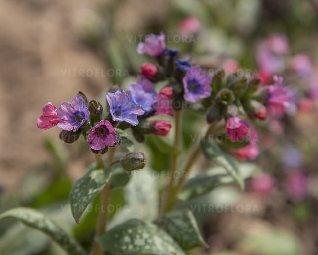 pulmonaria-silver-bouquet_4.jpg