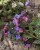 pulmonaria-silver-bouquet_3.jpg