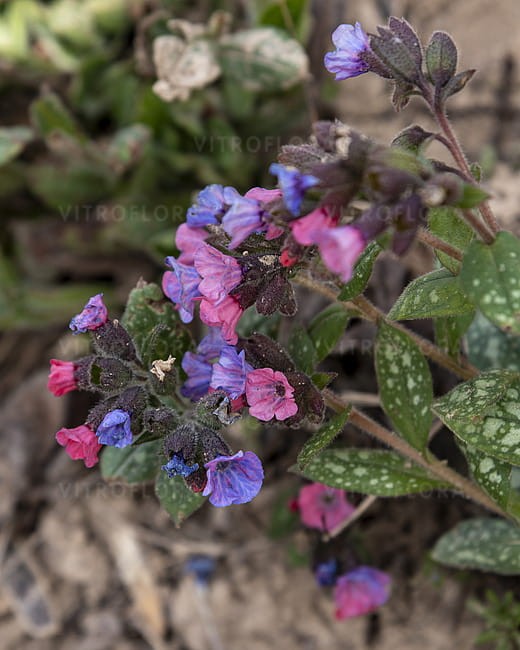 pulmonaria-silver-bouquet_3.jpg