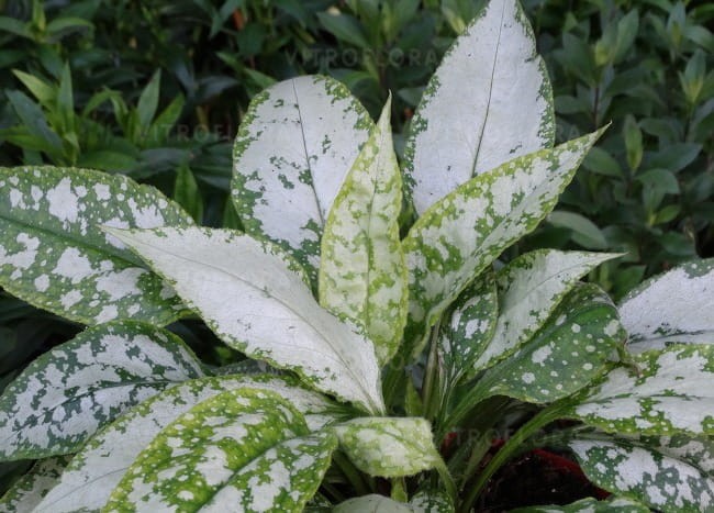 byliny-i-trawy_pulmonaria-miodunka_79318_2.jpg