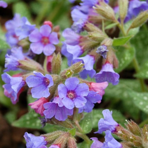 byliny-i-trawy_pulmonaria-miodunka_79312_1.jpg