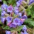 byliny-i-trawy_pulmonaria-miodunka_79312_1.jpg