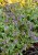 byliny-i-trawy_pulmonaria-miodunka_79312_3.jpg