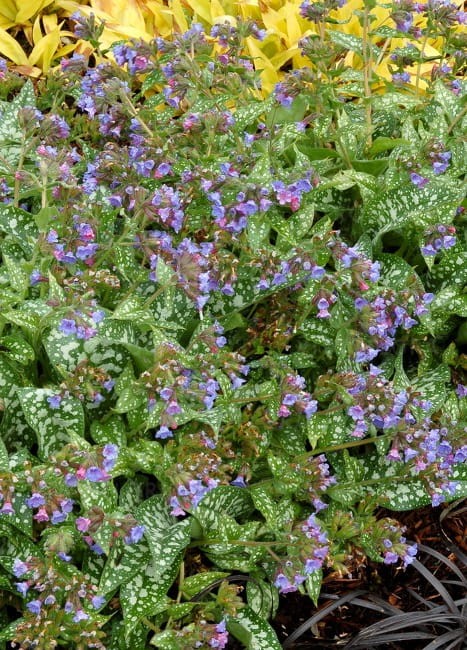 byliny-i-trawy_pulmonaria-miodunka_79312_3.jpg