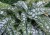 byliny-i-trawy_pulmonaria-miodunka_79312_2.jpg