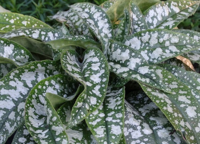 byliny-i-trawy_pulmonaria-miodunka_79312_2.jpg