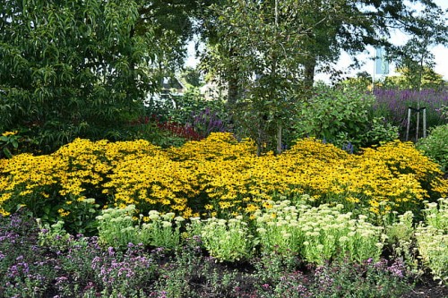 rudbeckia-goldsturm_7.jpg
