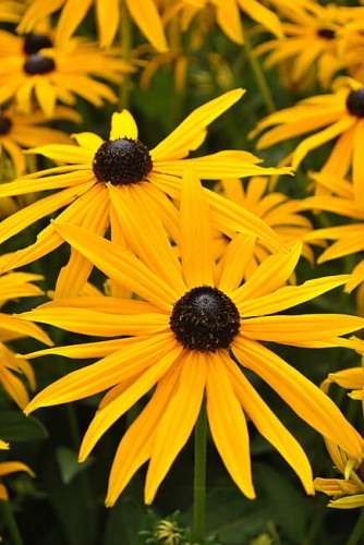 rudbeckia-goldsturm_3.jpg