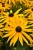 rudbeckia-goldsturm_3.jpg