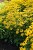 rudbeckia-goldsturm_8.jpg