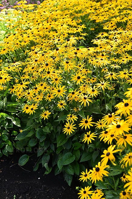 rudbeckia-goldsturm_8.jpg