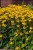 rudbeckia-goldsturm_1.jpg