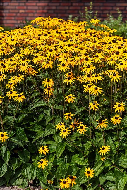 rudbeckia-goldsturm_1.jpg