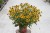 rudbeckia-little-goldstar_72924_3.jpg