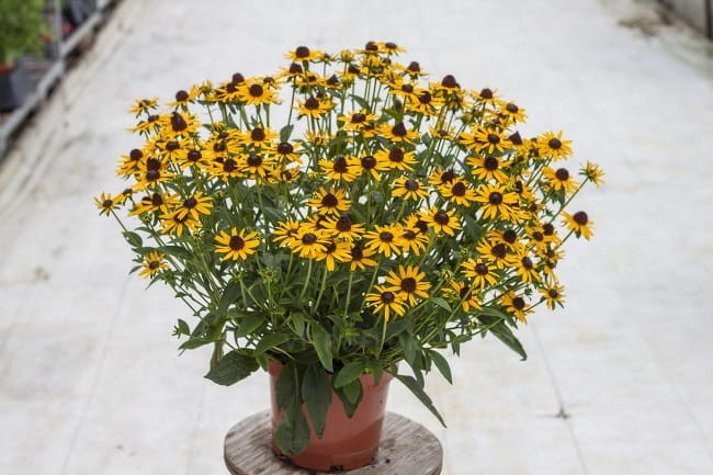 rudbeckia-little-goldstar_72924_3.jpg